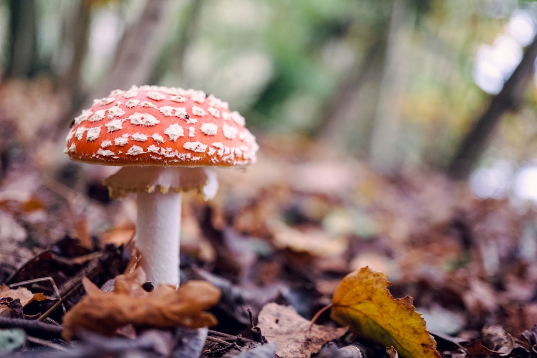 Photo Mushroom chocolate