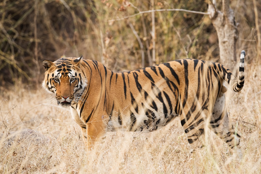 Controversy Surrounds Use of Tiger Rug